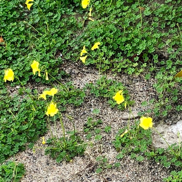 Meet your Posher, Lillian - Picture 1 of 1